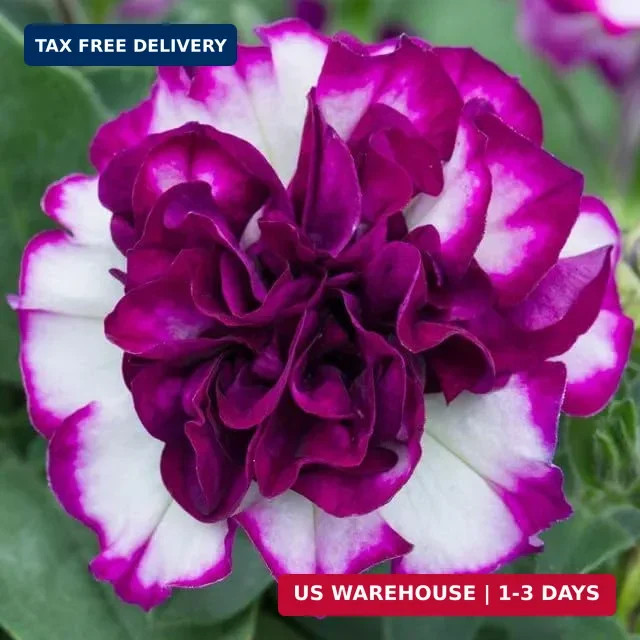 325+ Mix Petunia Flower Seeds for Planting-Petunia Hybrida Garden Flower Plant A