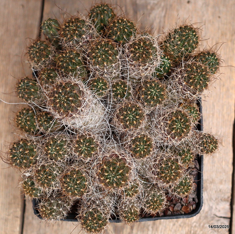 A2708 LOBIVIA WRIGHTIANA pot14-H11-W20 cm MaMa Cactus