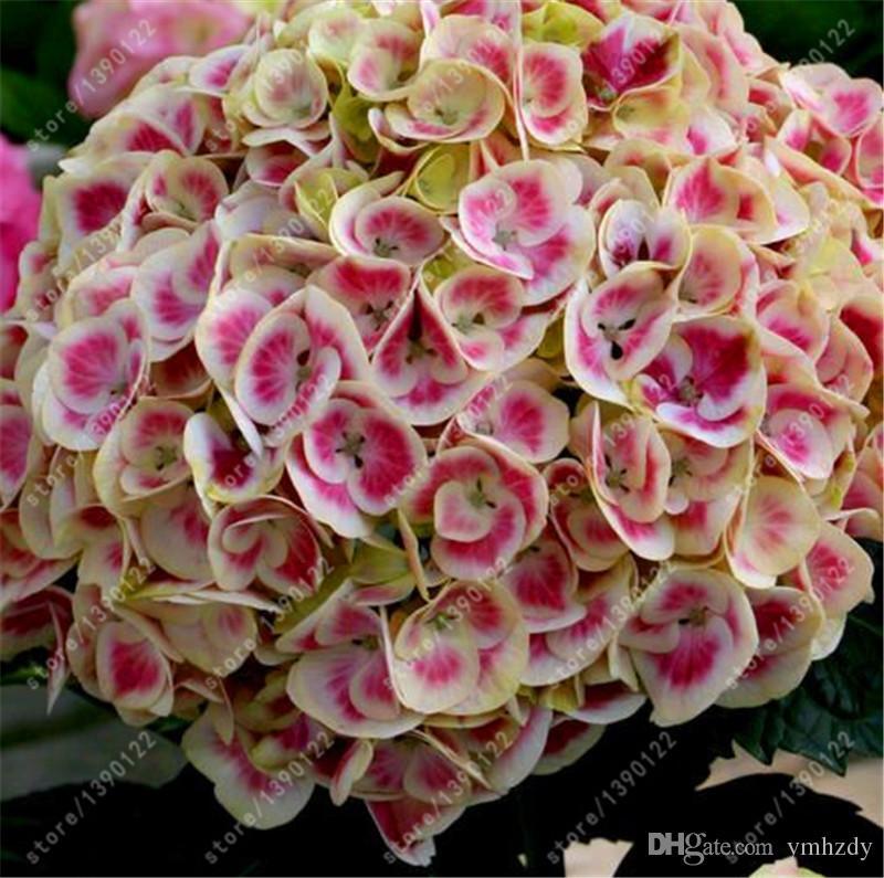 (10) HYDRANGEA SEEDS perennial flower garden bush plant USA SELLER W/TRACK