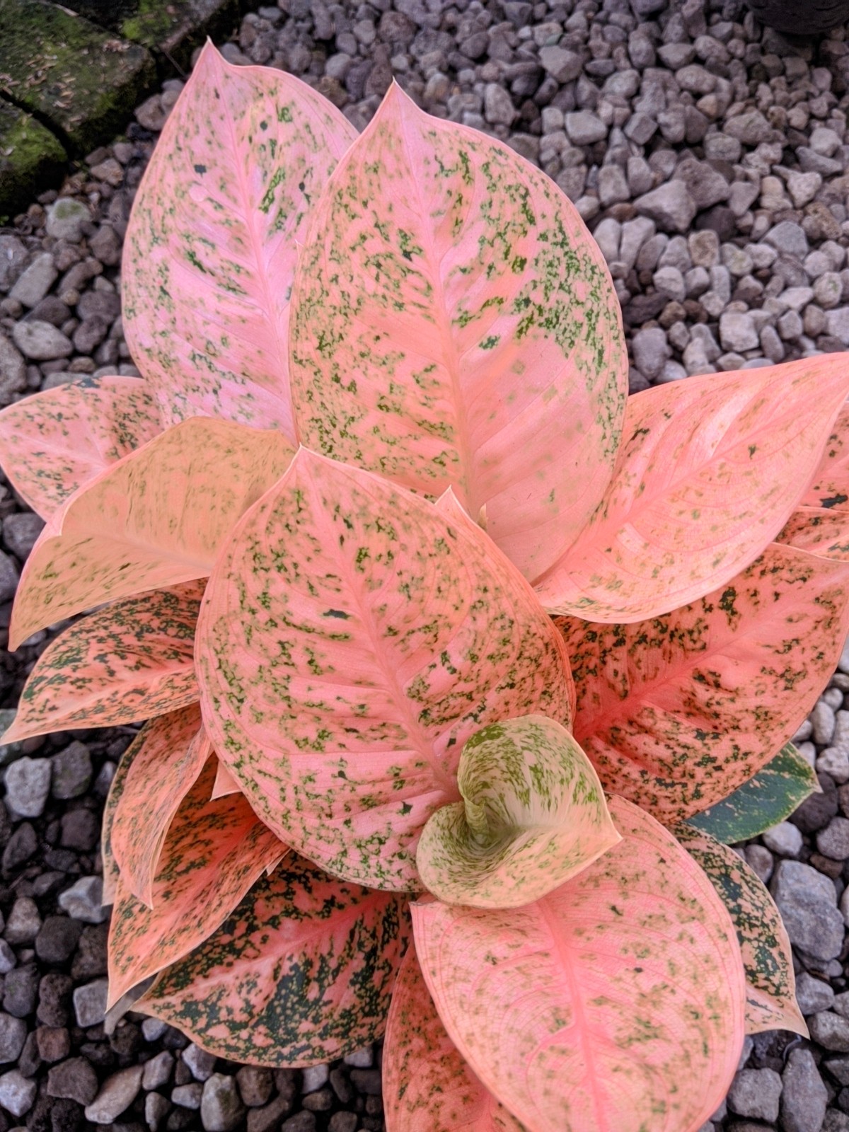 Aglaonema Sturdust Oren Large Size Real Picture