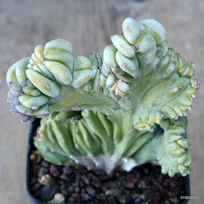 D1498 MYRTILLOCACTUS GEOMETRIZANS CRESTED pot8-H12-W9 cm MaMa Cactus