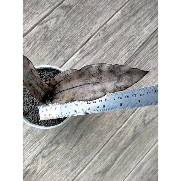 Sansevieria Kirkii Brown Rare Unique Snake Exotic Plant PL068