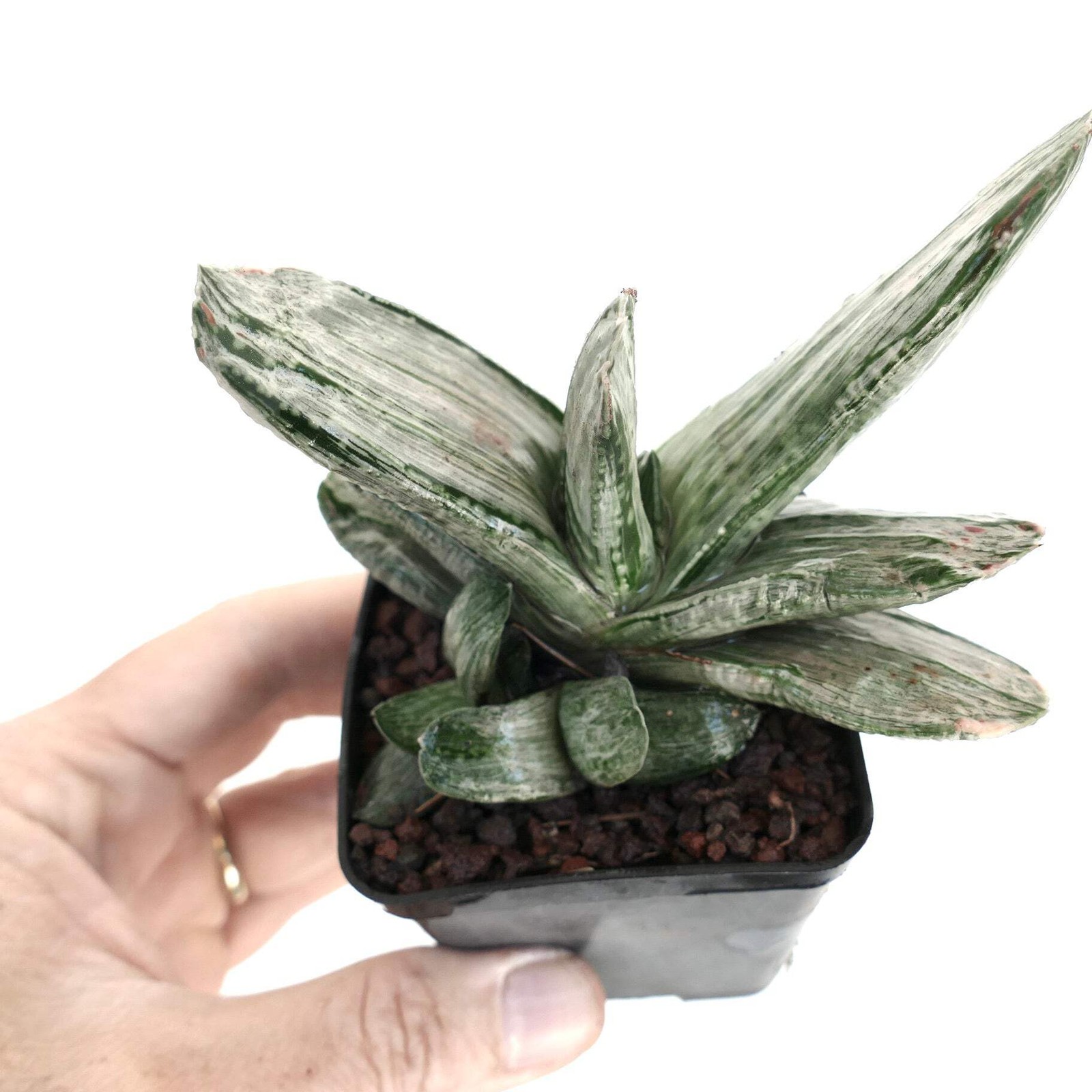 Gasteria cv. ‘Ariso-no-Matsu’ WHITE VARIEGATED – Ox tongue | Lawyer’s tongue