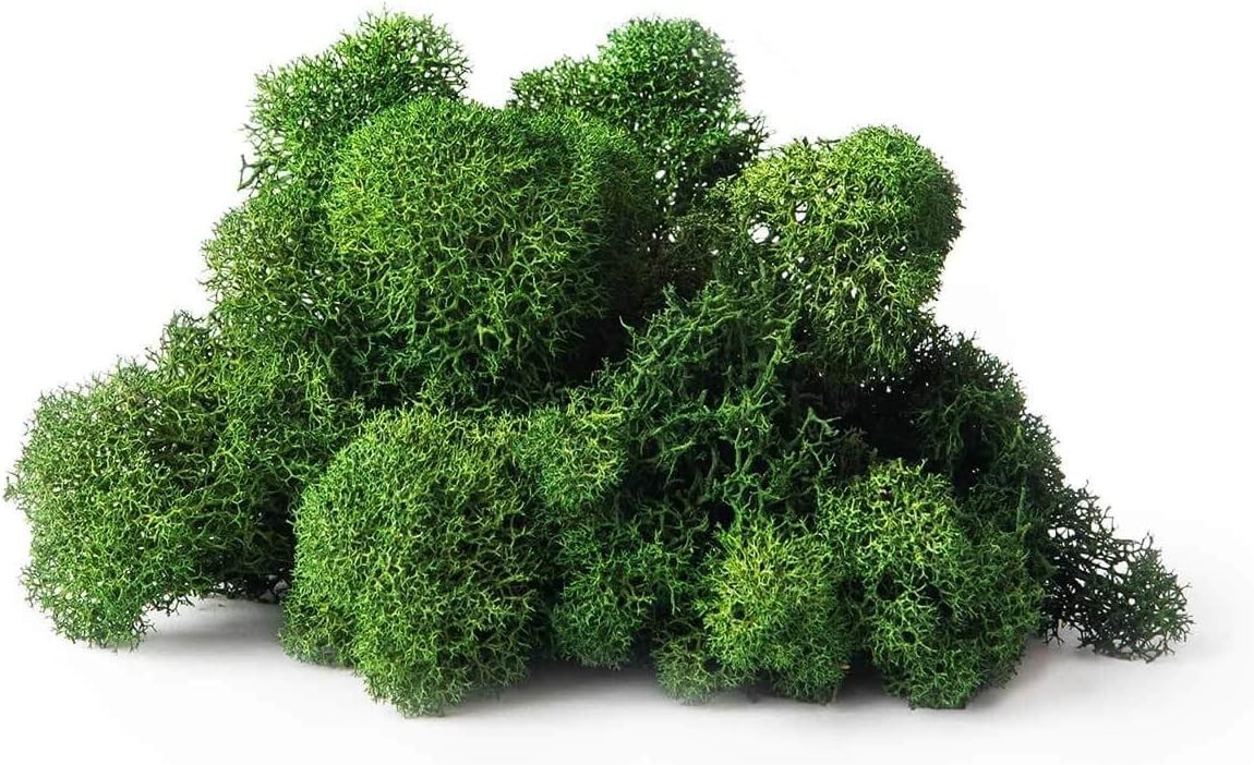 Long-Lasting 8oz Preserved Reindeer Moss for Elegant Flower Arrangement Accents