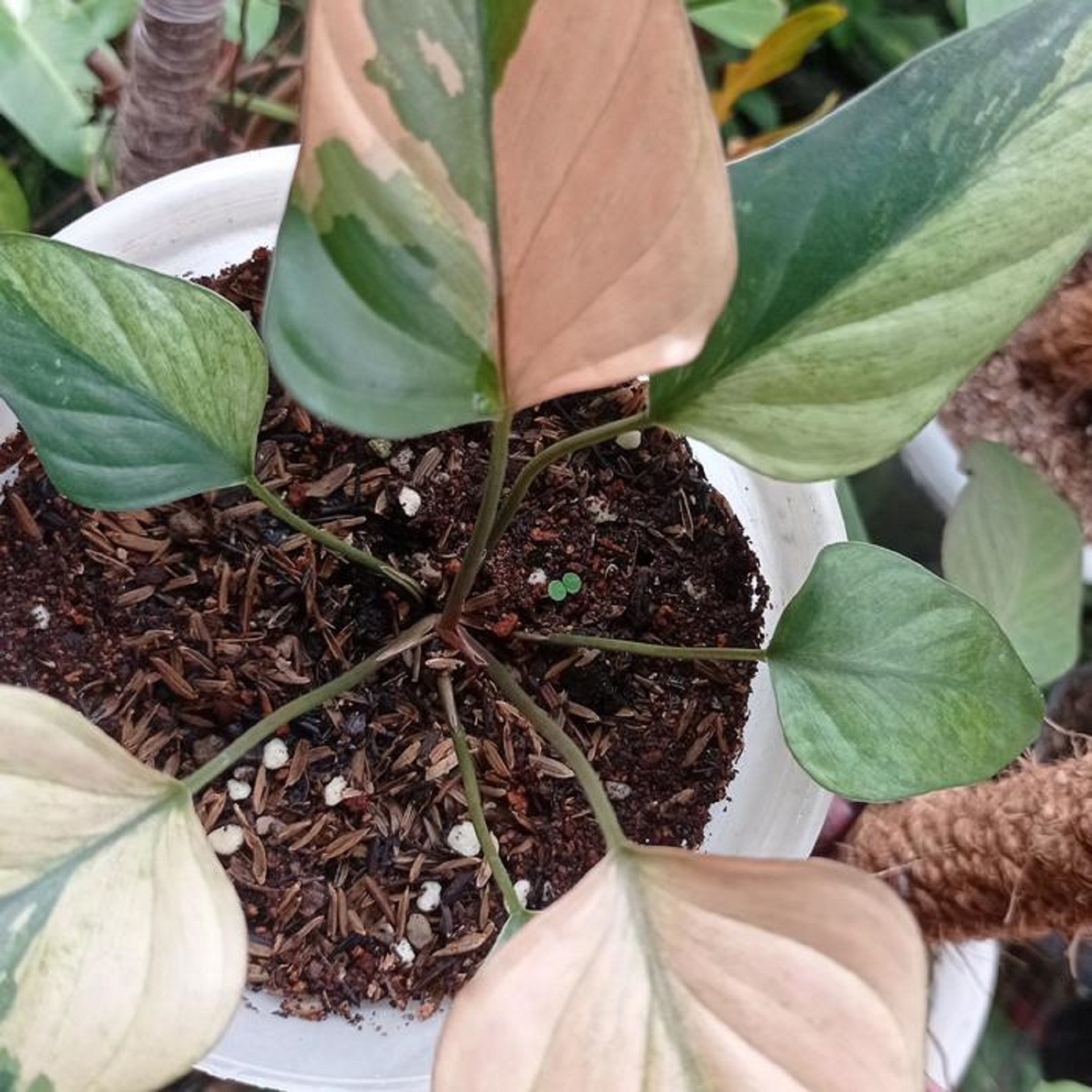 Homalomena Pink Diamond Variegated Rare Pink Variegated Aroid Indoor Tropical