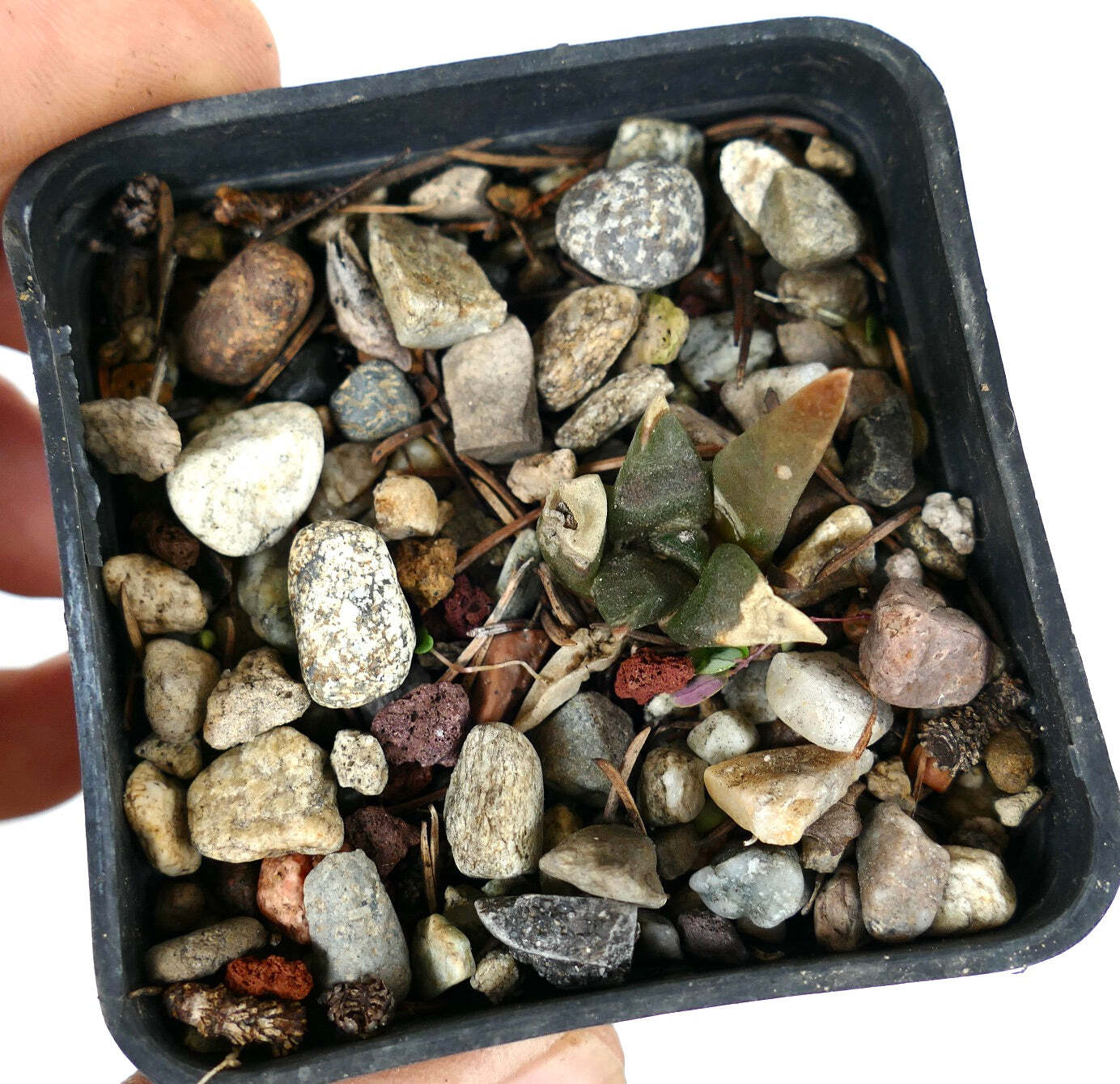 Ariocarpus retusus X trigonus HYBRID (seedling) C86 –
