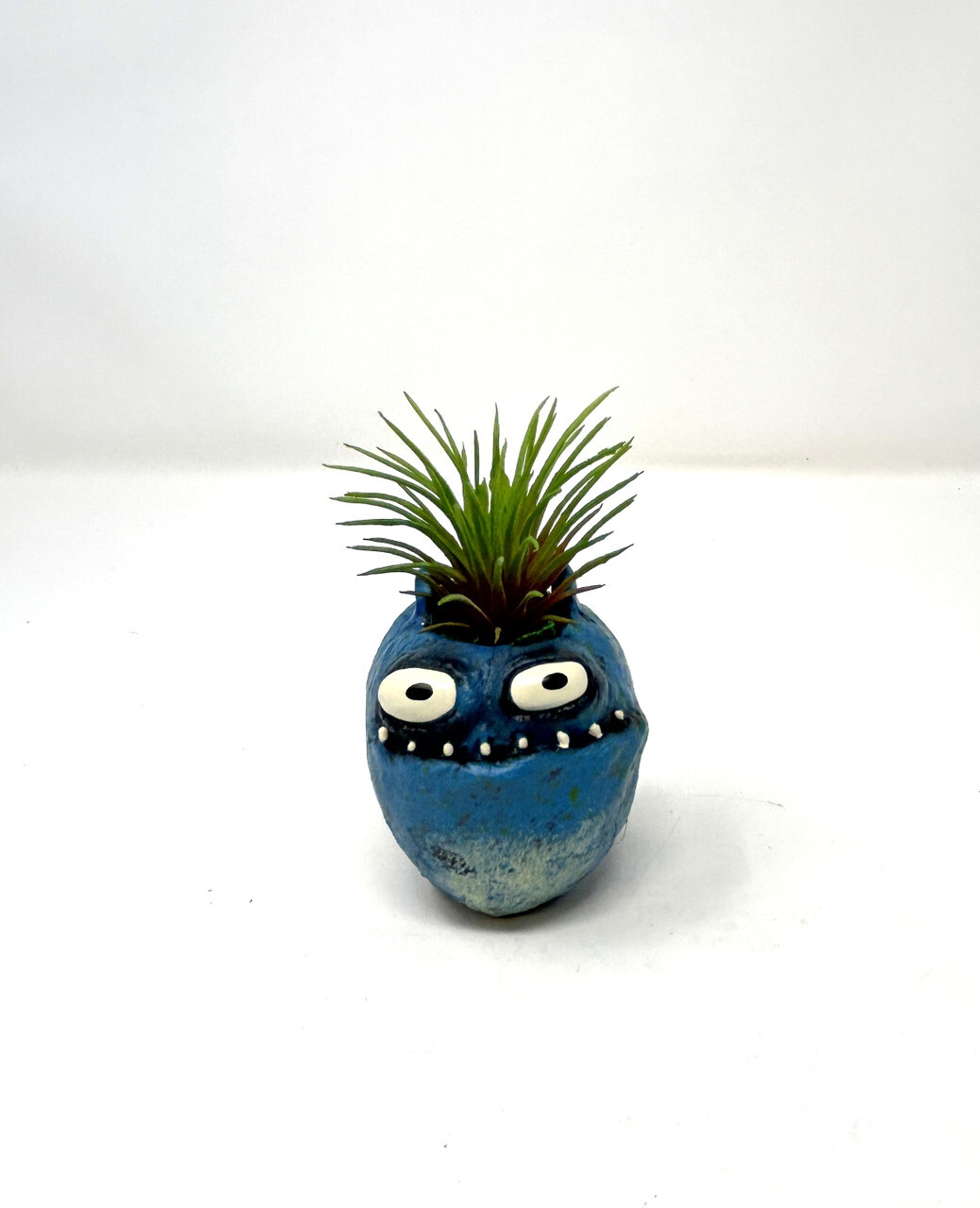 4 in. Potted Blue Monster MURPHY Blob House Mini pot WITH faux Ionantha Air plan