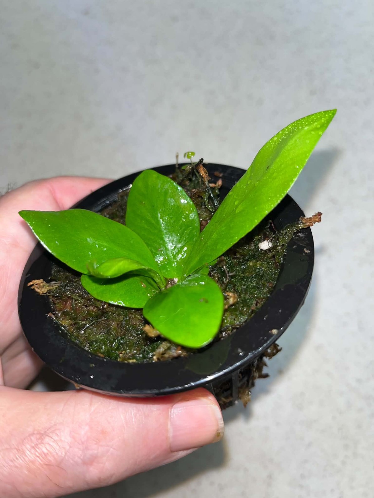 Asplenium phyllitides Spore Grown Florida 3.5 Inch Net Pot ( Not Aspenium Indus)