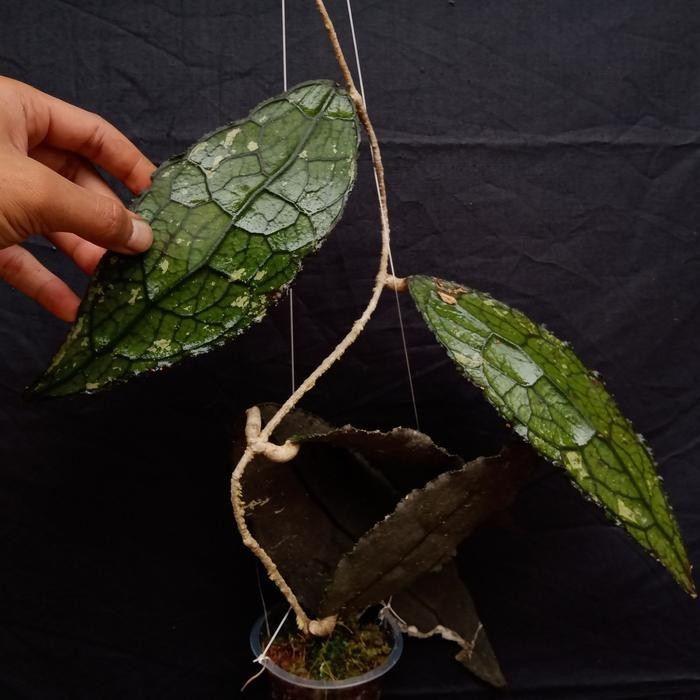 Hoya Clemensiorum Rare Tropical Plant Collector’s Indoor Plant Rooted Cutting