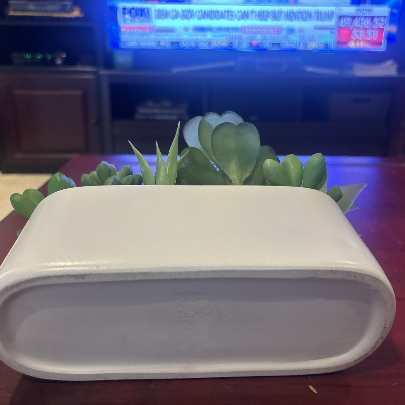 Succulent Plant Artificial
