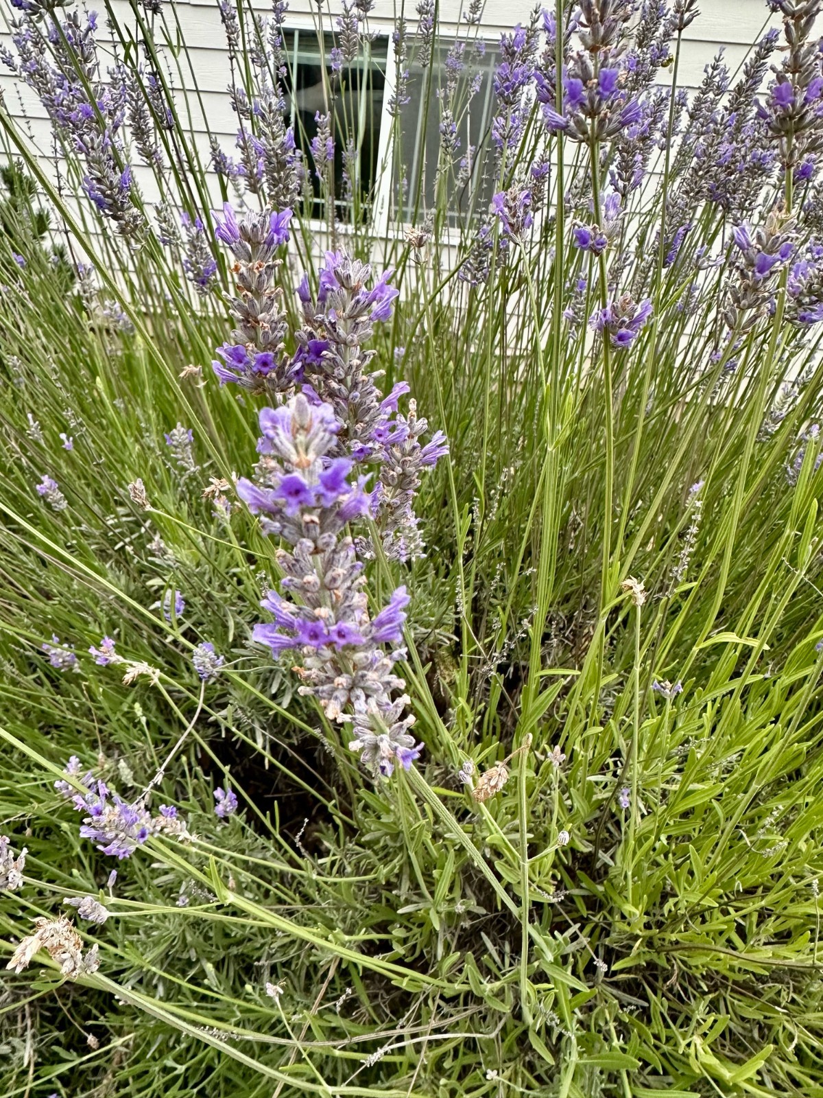 Fresh Cut English Lavender — 100 Stem Bundle, Cut to Order