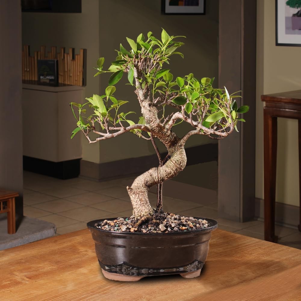 Brussel’s Bonsai – Live Golden Gate Ficus Tree in Ceramic 7in, Green