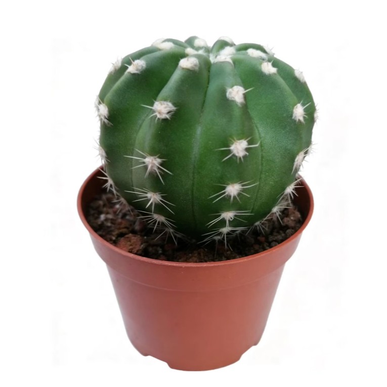 Echinopsis Oxygona Easter Lily Cactus Live Combo Flowering Cactus