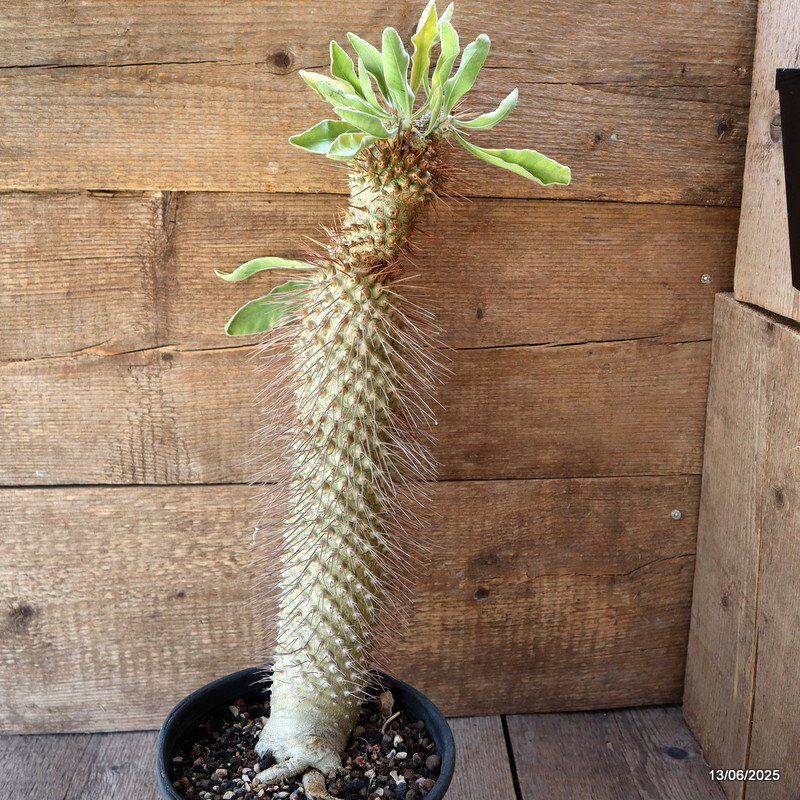 D4604 PACHYPODIUM NAMAQUANUM pot18-H44-W8 cm MaMa Cactus