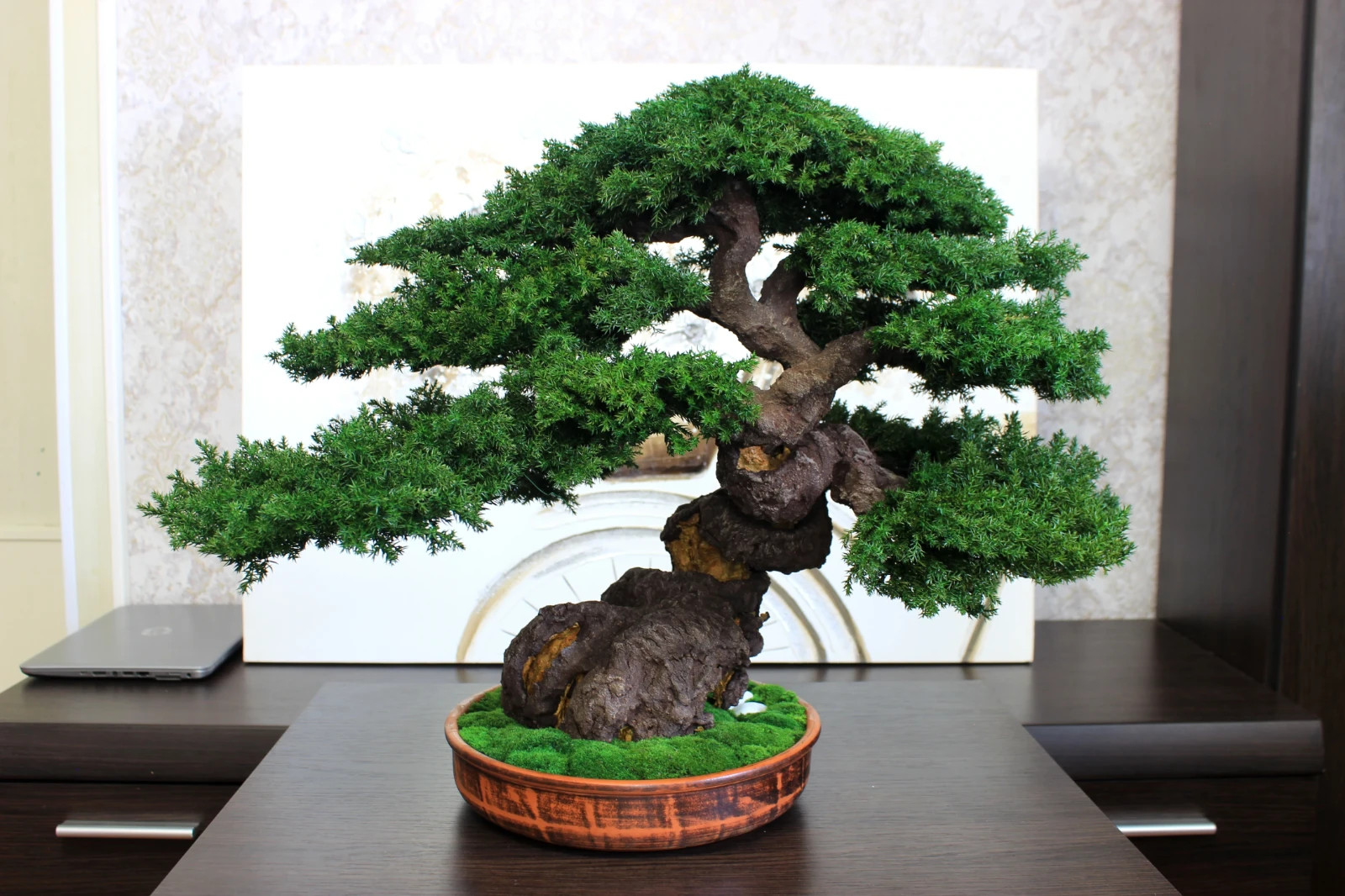 Artistic Preserved Bonsai Tree – Handmade Juniper Decor Sculpture. 49 cm / 19.3″