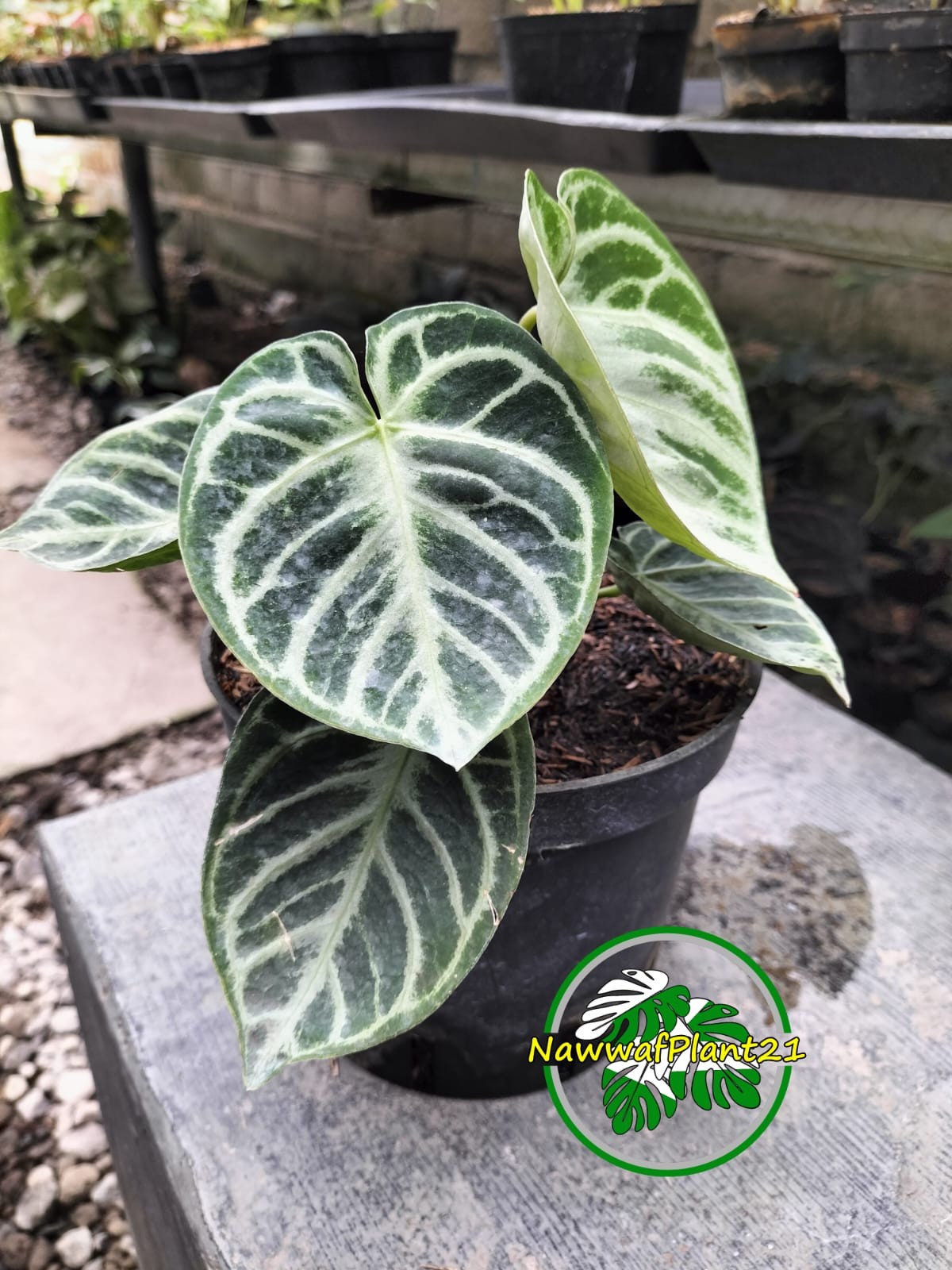 Anthurium Dorayaki Orthodoxs Real Picture Size Medium