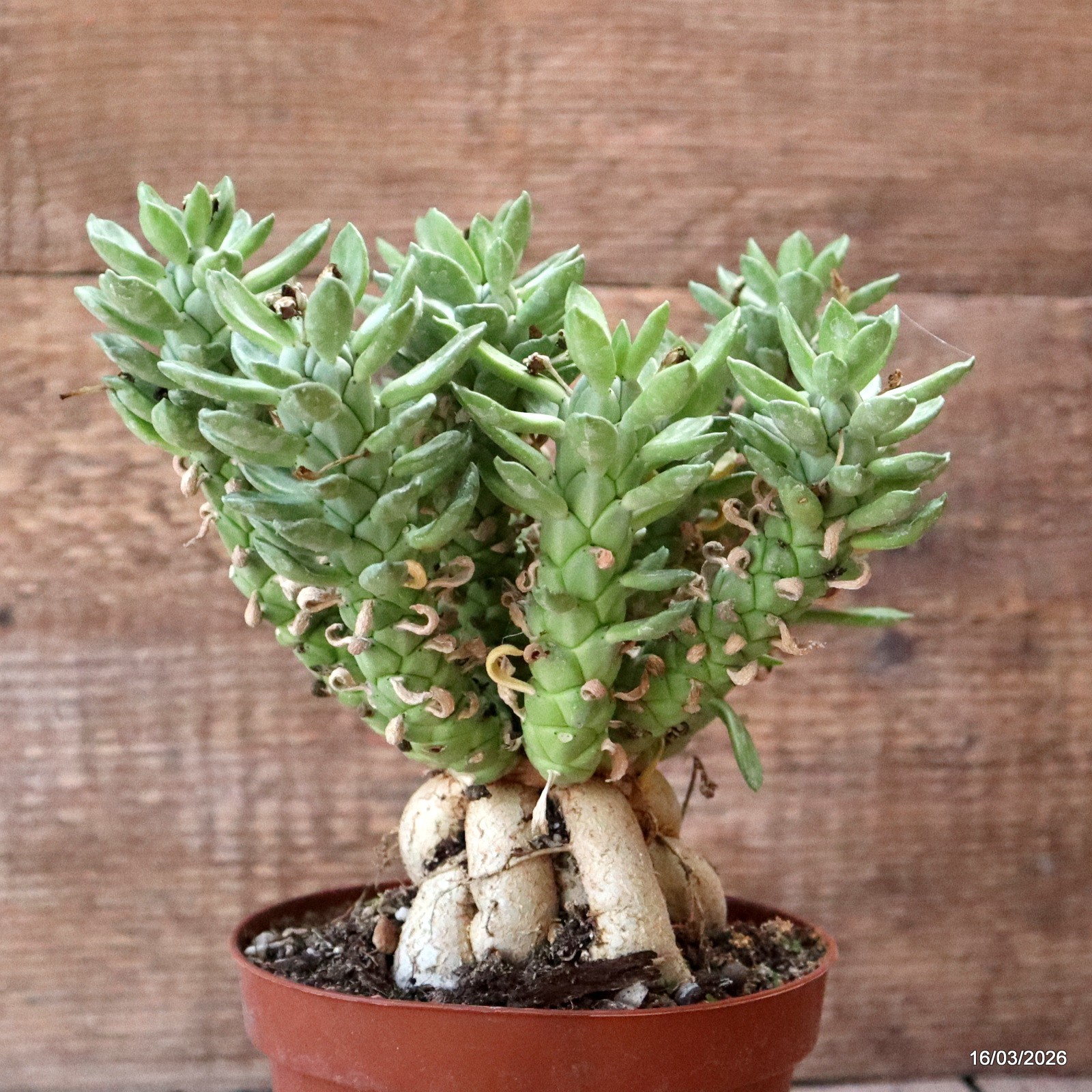 D8031 MONADENIUM LUGARDIAE pot12-H18-W19 cm MaMa Cactus