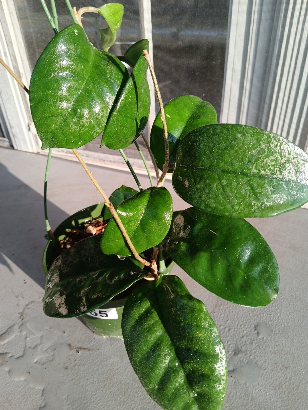 #865- HOYA FUNGI LIVE PLANT, LARGE LEAVES, LARGE PLANT,5″INCHES HANGER POT,