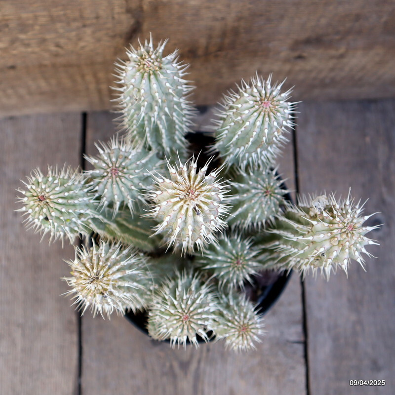 D86 TRICHO. GORD. pot18-H25-W22 cm MaMa Cactus