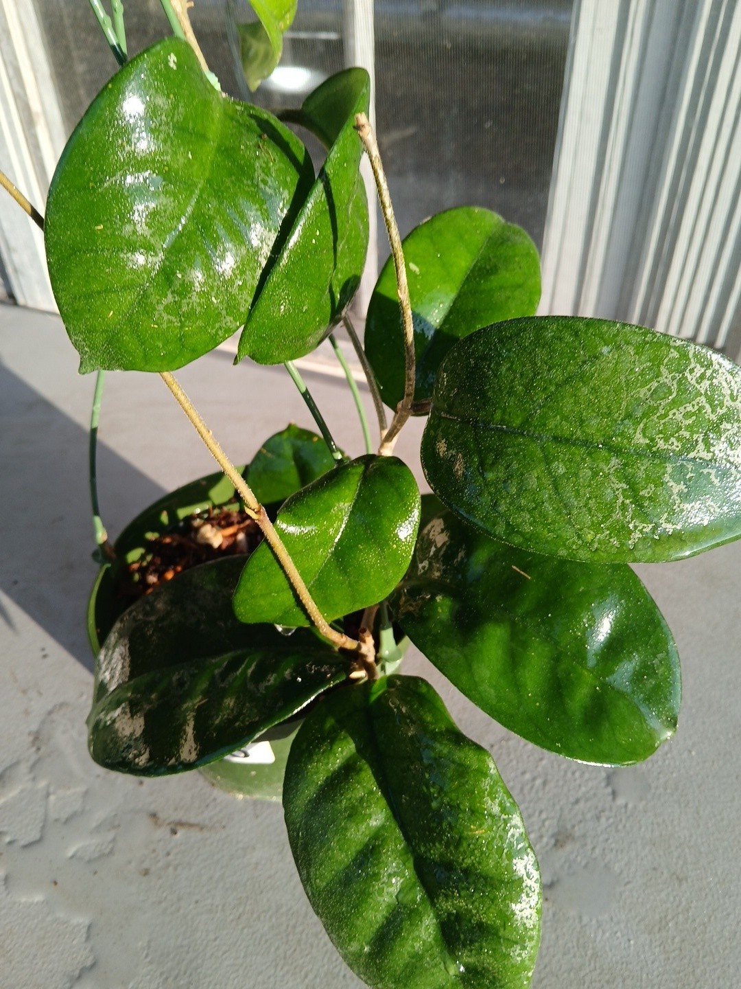 #865- HOYA FUNGI LIVE PLANT, LARGE LEAVES, LARGE PLANT,5″INCHES HANGER POT,