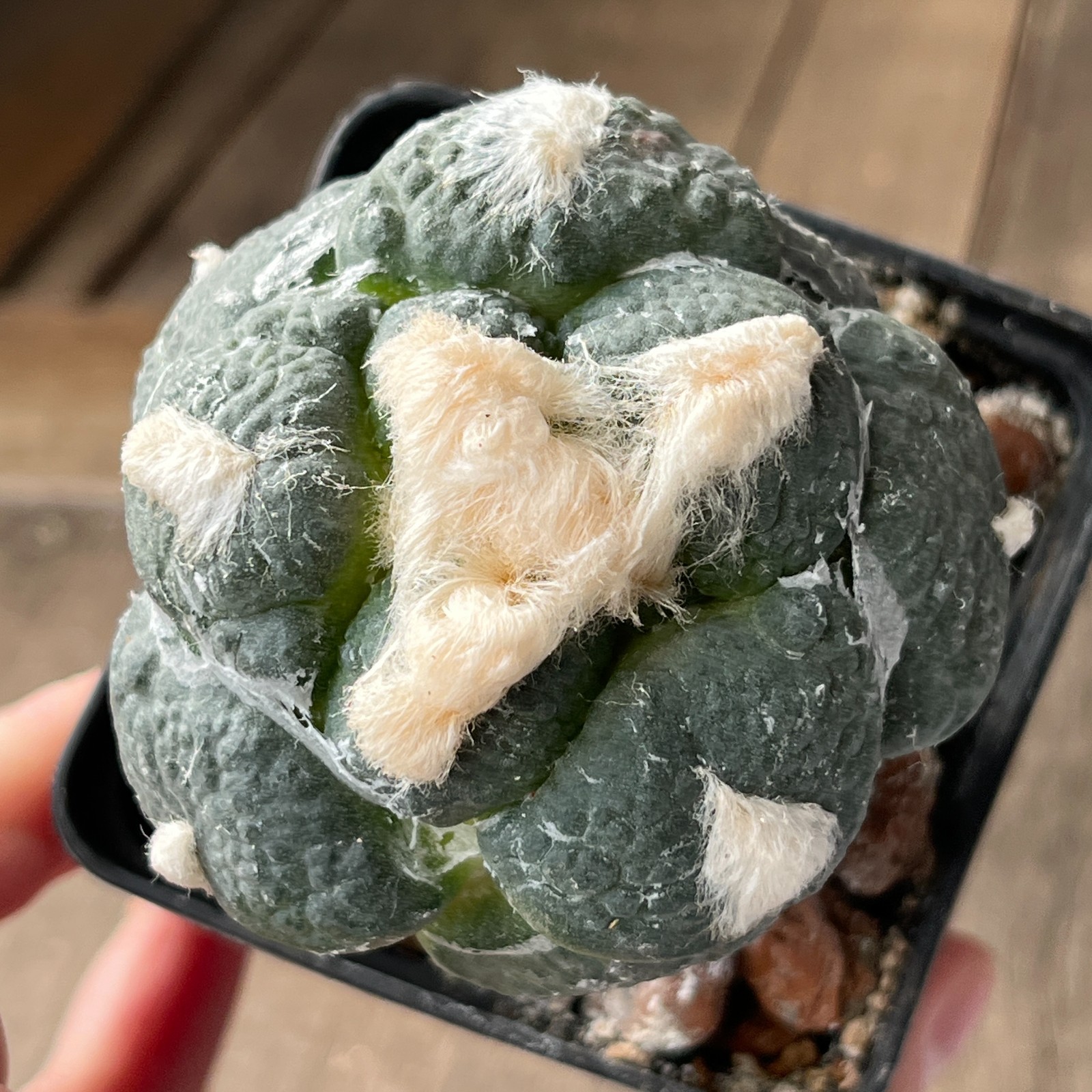 A32-4281 Cactus lloydii cv. Ball shape