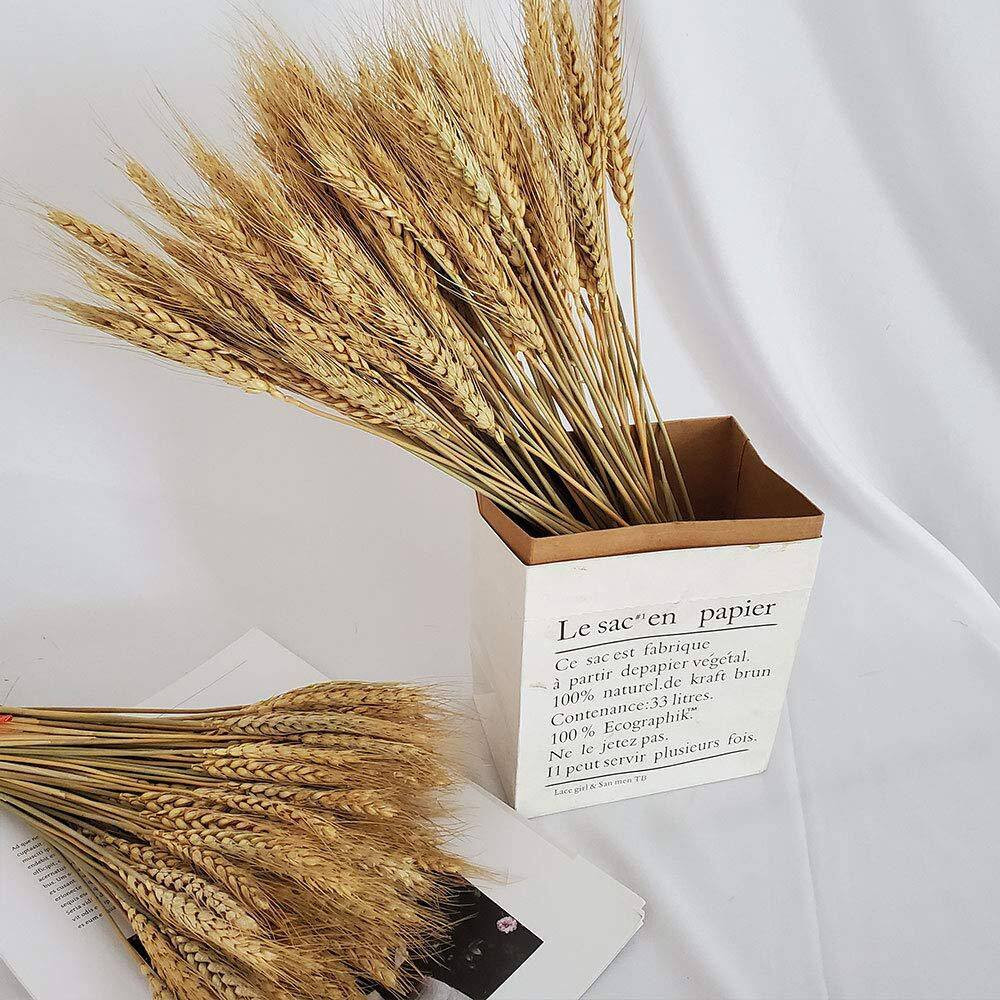 2.2 In. Farmhouse Natural Wheat Stalks 100 Pieces Gold Artificial Plant Home Tab