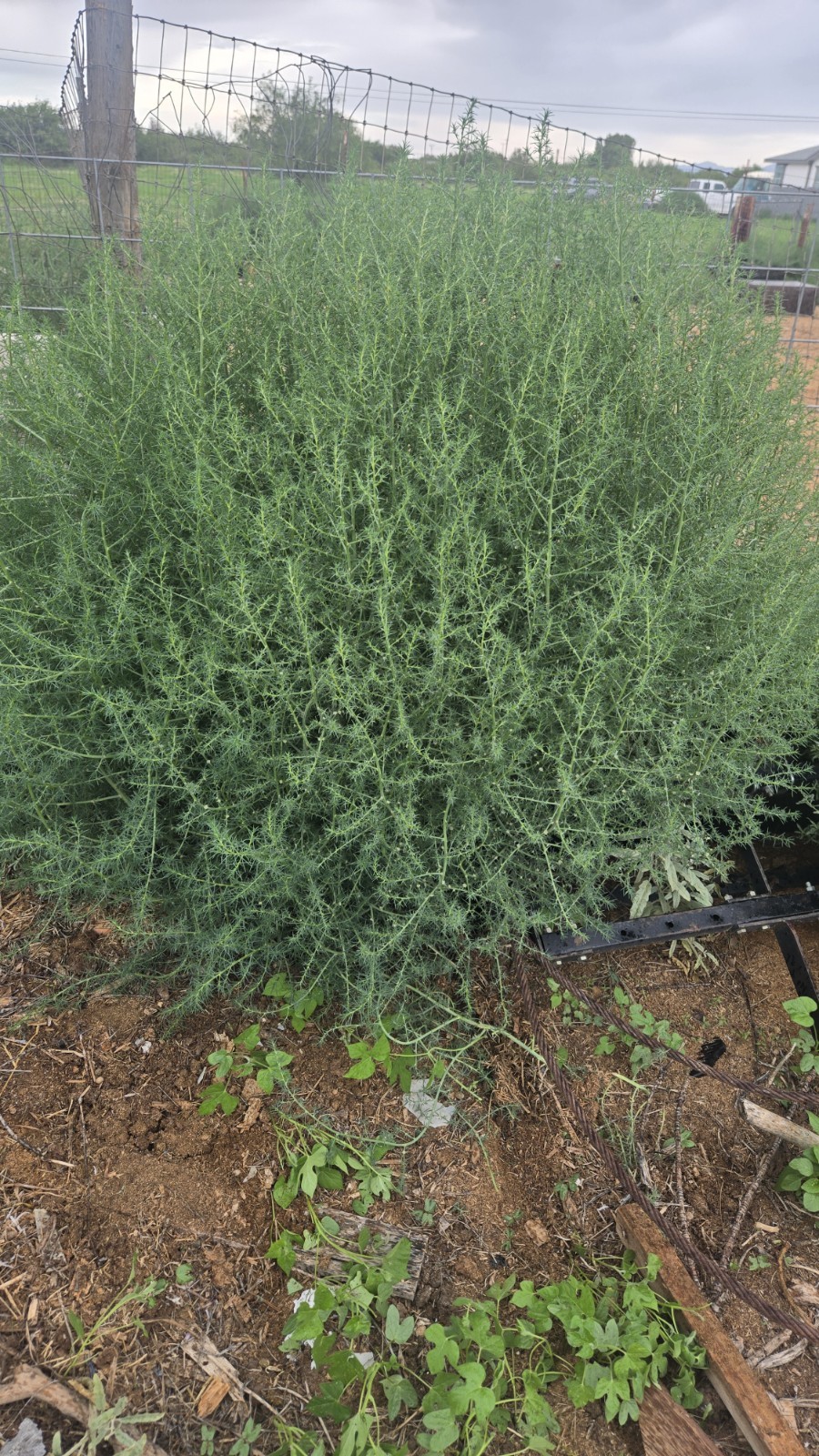 Tumbleweed still in ground.XL Size! 4ft+ Huge Natural Western Decor Arizona USA