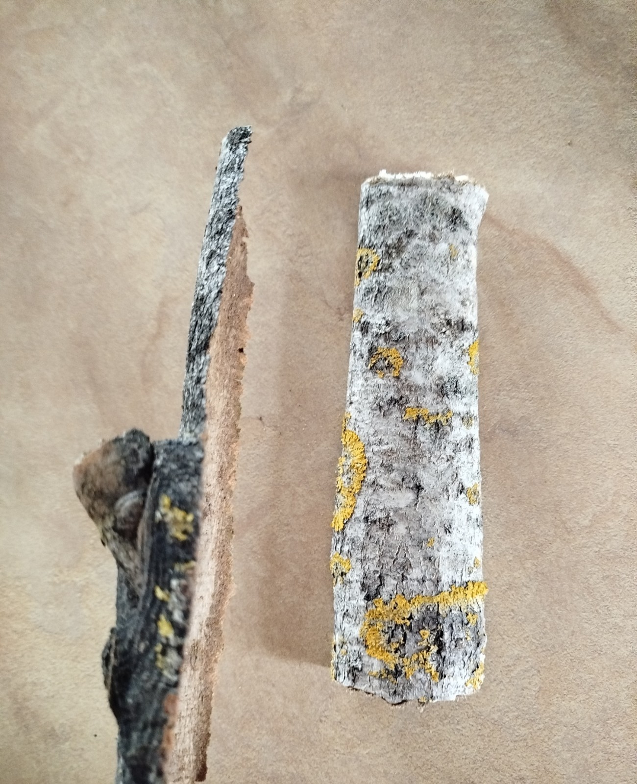 2x large Aspen bark 2026 organic natural dried Populus tremula Eco for Terrarium