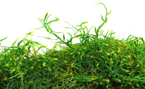 Supermoss Fresh Green Forest Moss Bulk 3 Lb For Gardens Baskets Decor