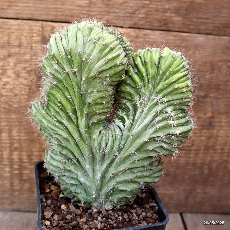 D4371 POLASKIA CHICHIPE CRESTED pot10-H18-W15 cm MaMa Cactus