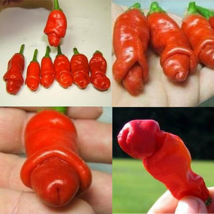100Pcs SE EDS Peter Pepper Heirloom Hot pepper NON GMO Se eds