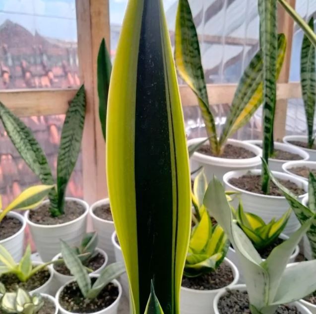 Sansevieria Lillian True Uniqe Snake Plant
