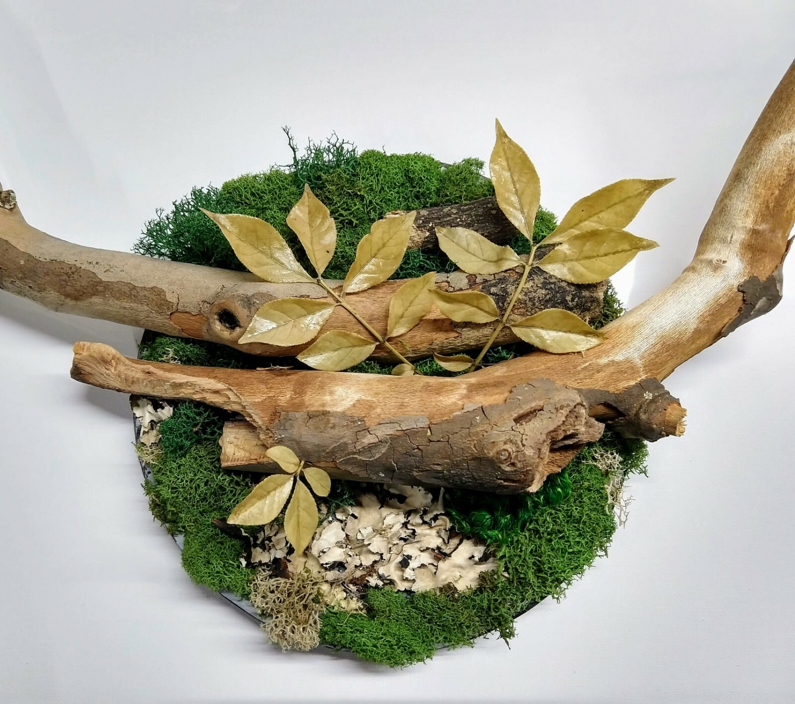 FREE SHIPPING preserved moss wall art with branches, mounted on cherry board 8″