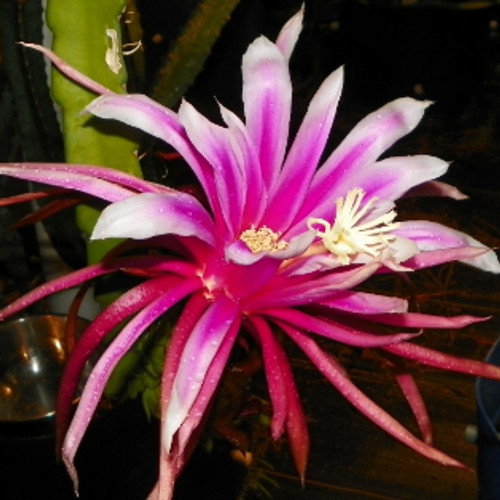 Asunta 3 Dragon Fruit 12″+ STARTER PLANT Cutting