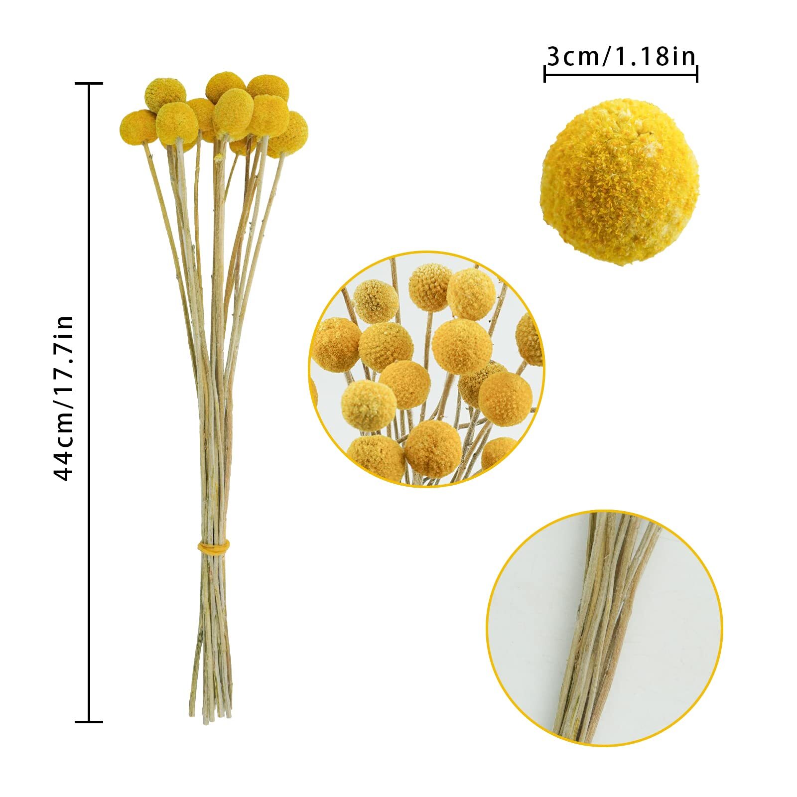 Uieke 30Pcs Natural Dried Flowers Craspedia Billy Balls Flowers Billy Buttons