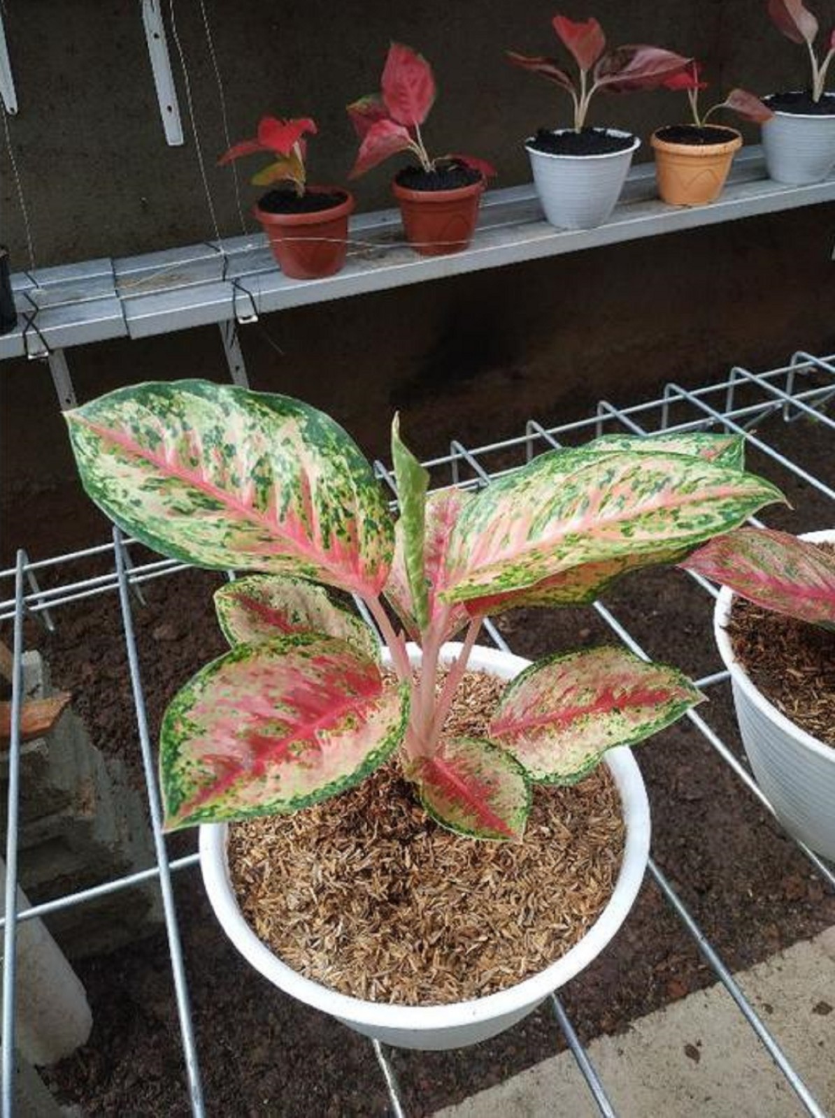 Aglaonema Sweet Dream Rare Chinese Evergreen Houseplant Tropical Indoor Plant