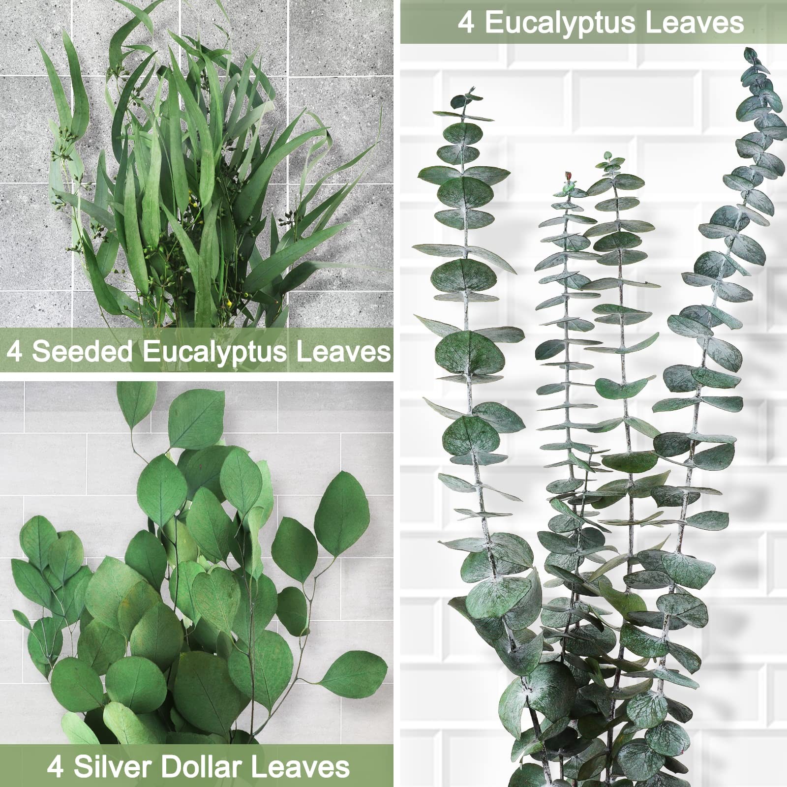 Real Dried Eucalyptus Leaves Stems, Silver Dollar and Seeded Mixed, 12Pcs