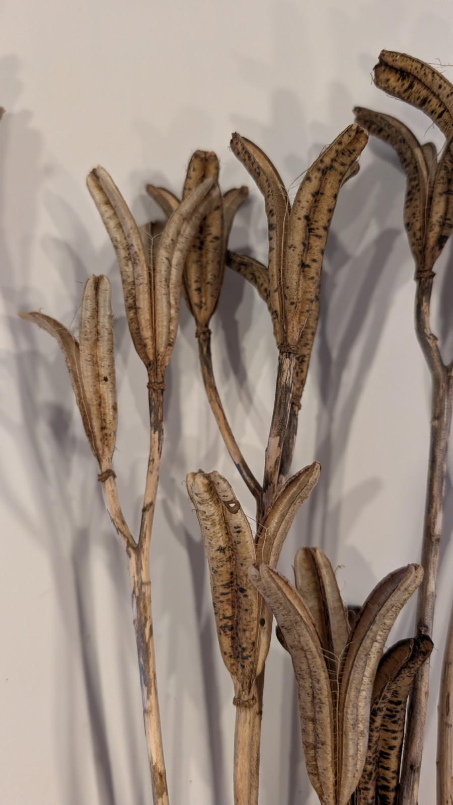 Natural Dried Flower Pods Lot of 15 Stems 13-23″ Crafts Floral Bouquets Sprays