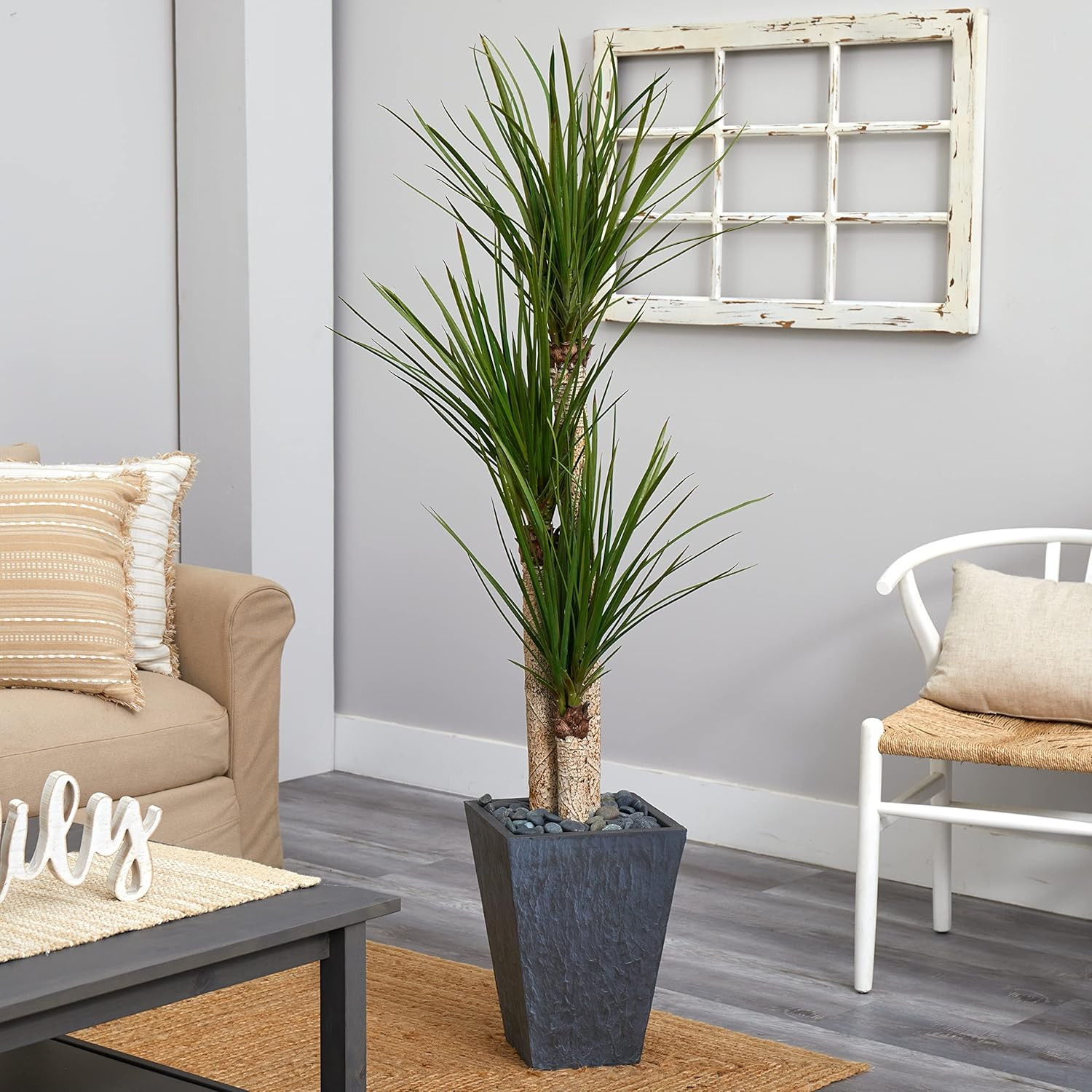 5.5Ft Triple Stalk Yucca Plant in Stylish Slate Planter for Home Decor