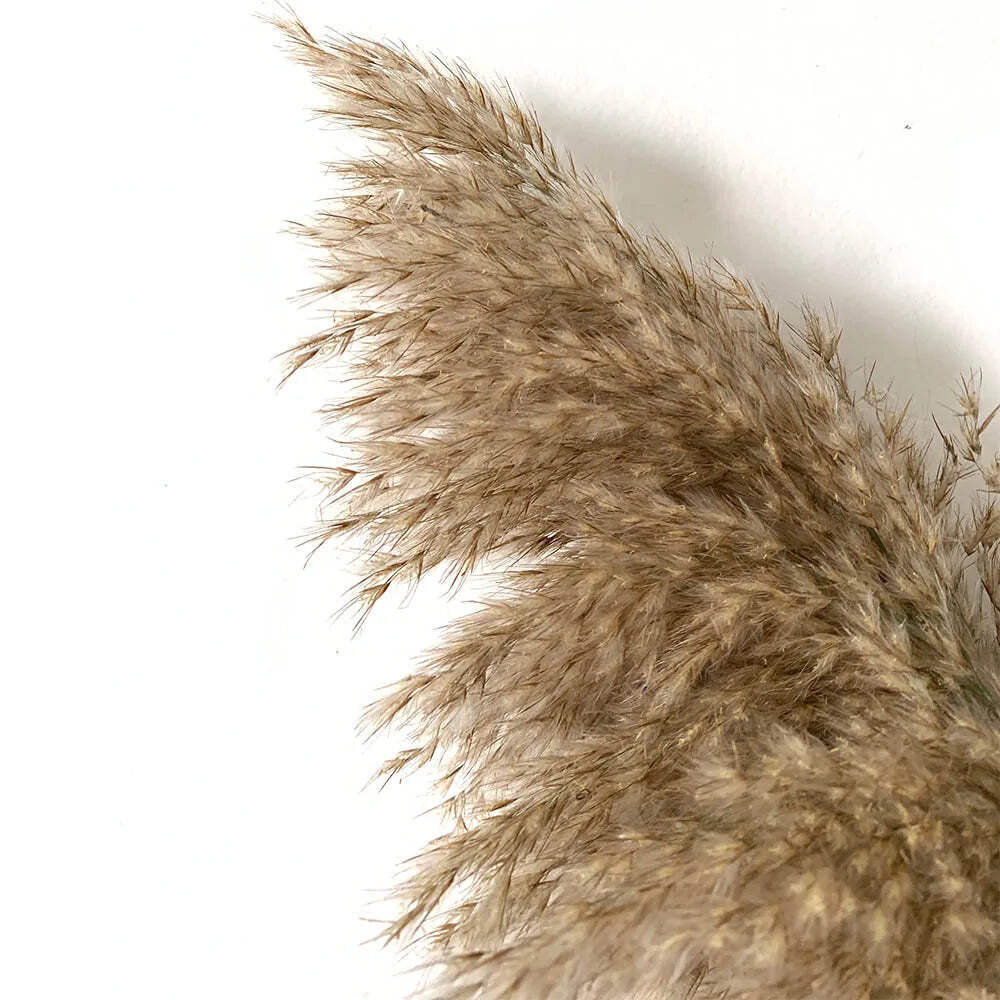 Pampas Grass Dried Decor Natural Home Boho Bouquet Decor, PCS for Stems White