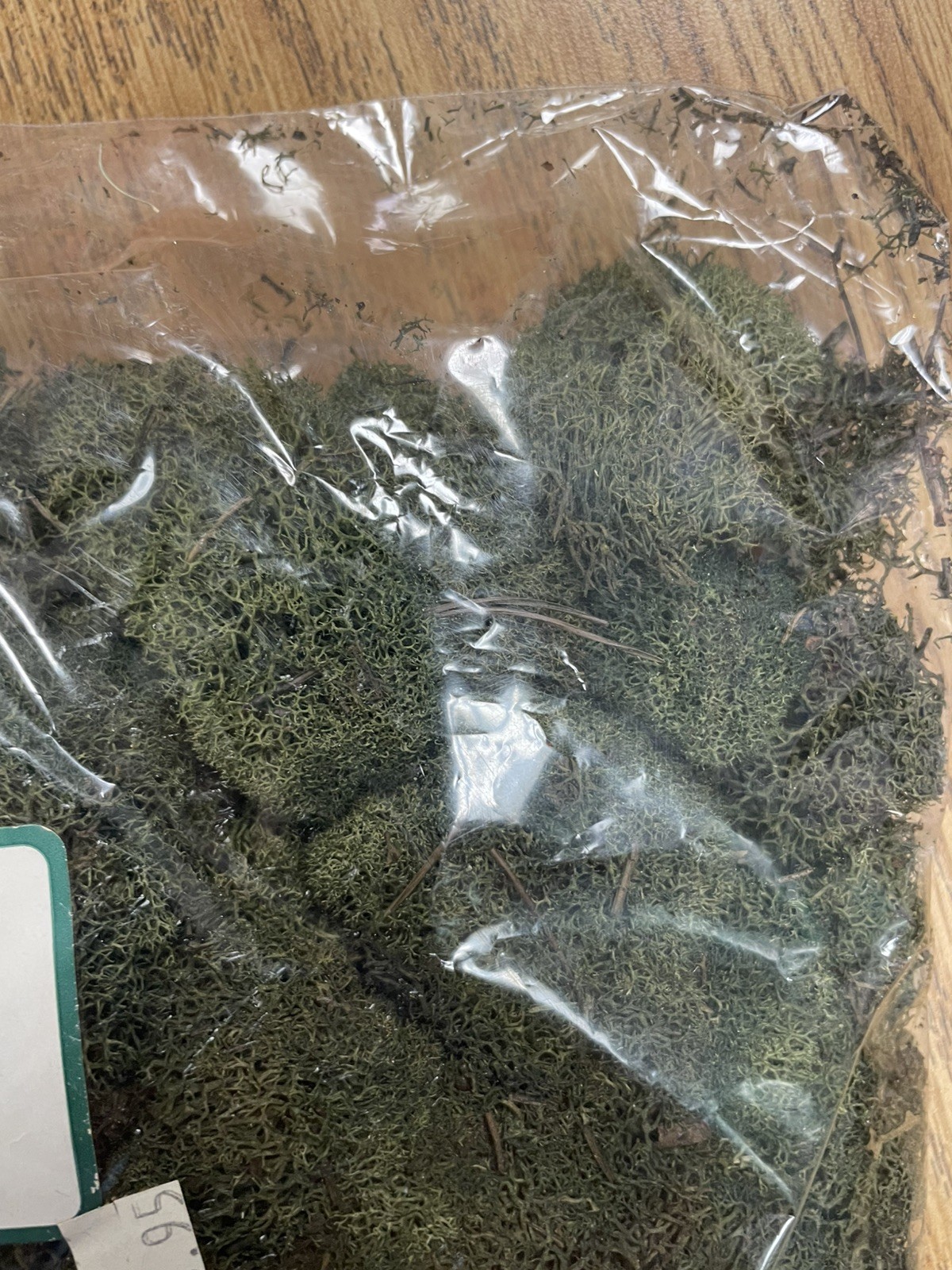 PRESERVED NATURAL REINDEER MOSS GREEN FOR CRAFTS VILLAGES & RAILROAD DISPLAYS