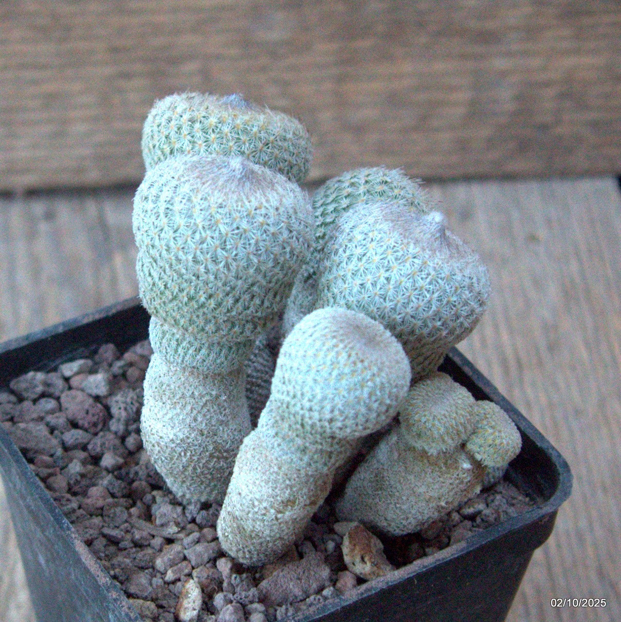 D6816 EPITHELANTHA MICROMERIS MONSTER pot7-H8-W9 cm MaMa Cactus