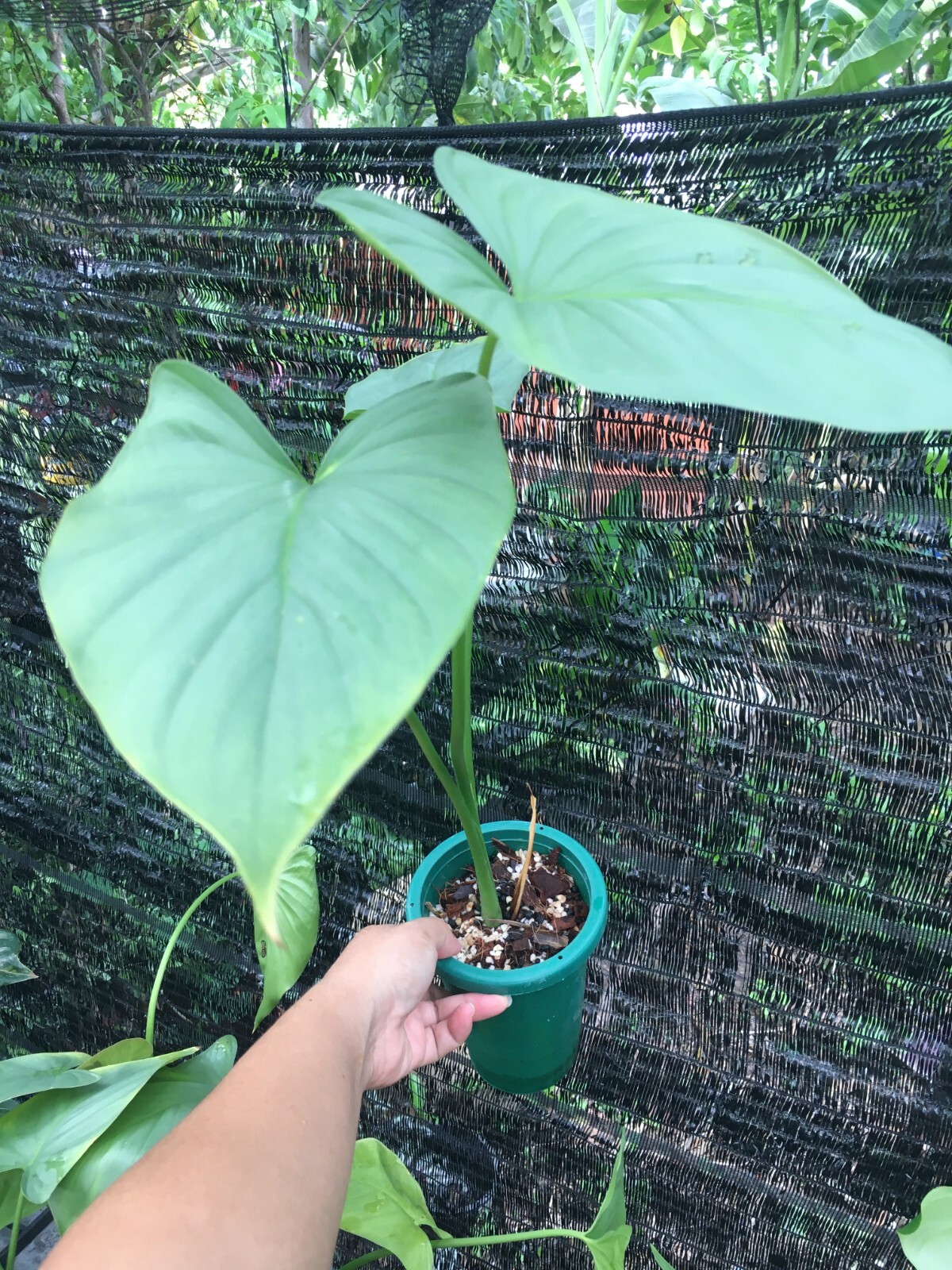 Homalomena Silver free Phytosanitary certificate