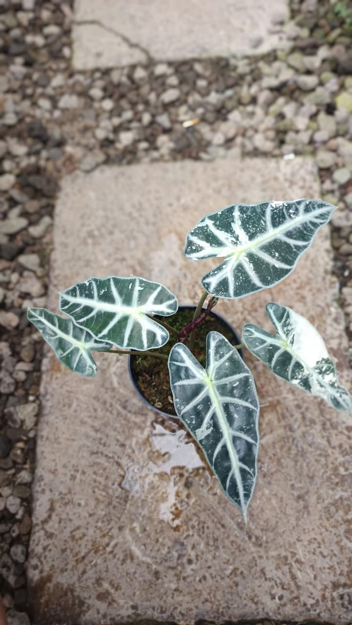 Real Picture Alocasia Bambino White Variegated Rare Tropical Plant
