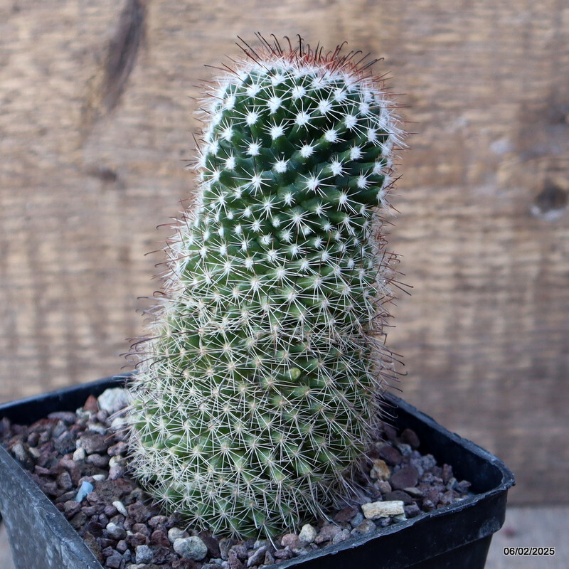 A4950 MAMMILLARIA SP. pot10-H12-W6 cm MaMa Cactus