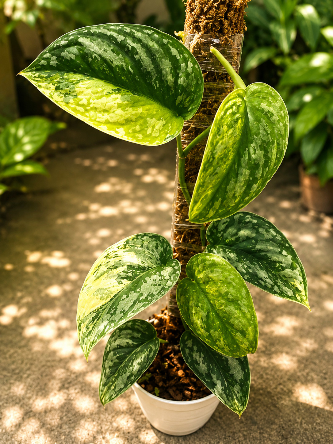 Scindapsus exotica no ID, Rare Variegated, Real Picture, Aroid Houseplant