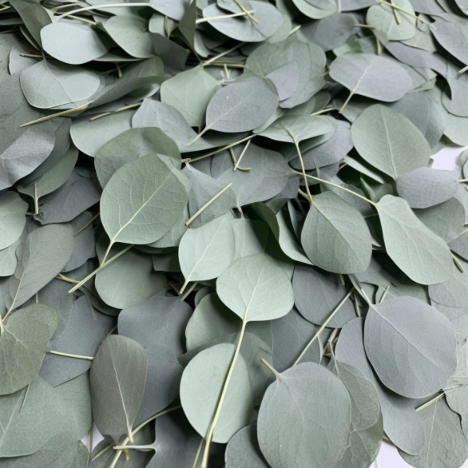 600 Dried Real Eucalyptus Leaves – Natural Decorative Petals for Shower, Wedding