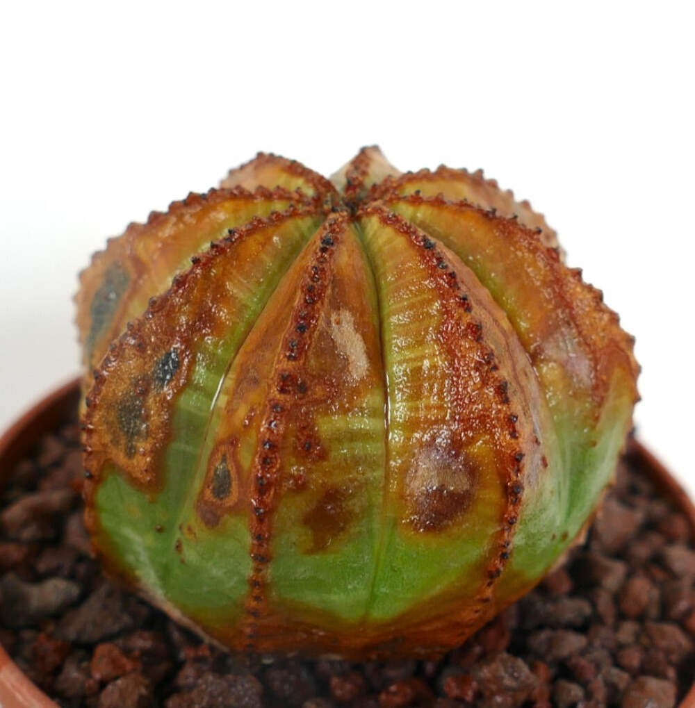 Euphorbia obesa UNUSUAL MARKS SS33 – Baseball plant | Basketball plant