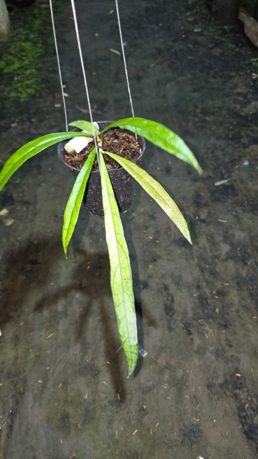 Hoya Aff. Callistophylla ‘Jungle Spear’ Sp Mallinau