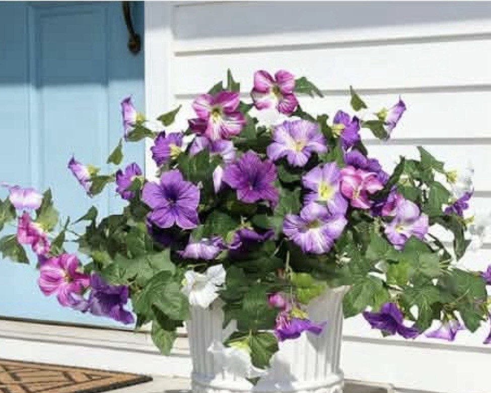 Fresh Petunia Floral Arrangement Centerpiece in Planter Purple yellow Green .